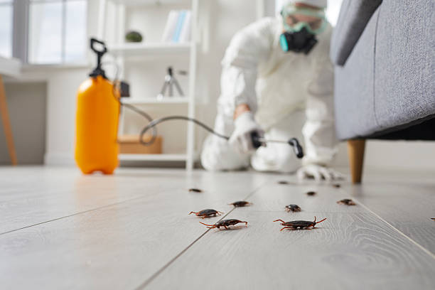 Commercial Rodent Management in Edmonton